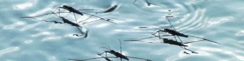 Case Study – Zika Outbreak